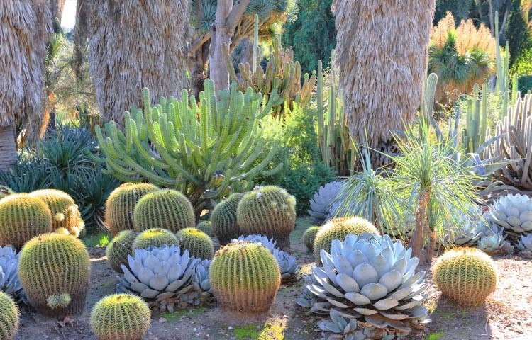 Agave parryi var. truncata Huntington, Huntington Artichoke Agave , Huntington Parry's Century Plant, blue Agave, Gray Agave, Drought tolerant plant