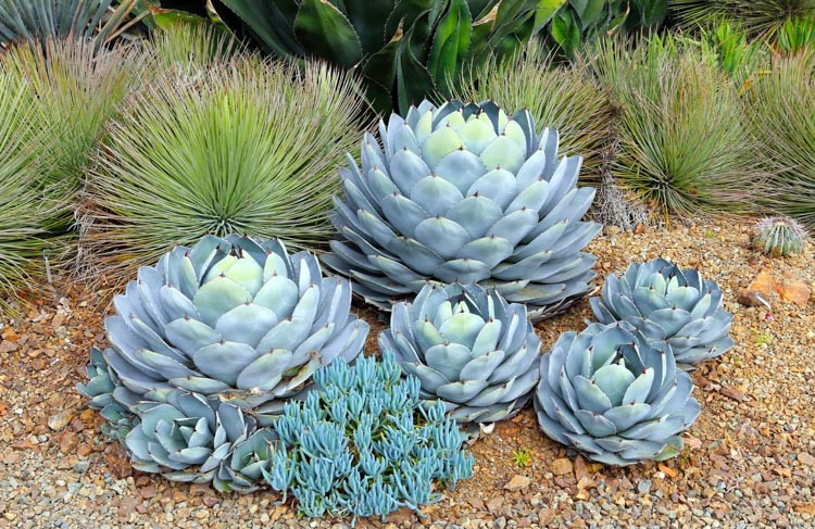 Agave parryi var. truncata, Artichoke Agave,Parry's Century Plant, blue Agave, Gray Agave, Drought tolerant plant
