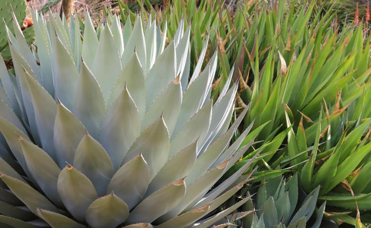 Agave parryi, Artichoke Agave,Parry's Century Plant