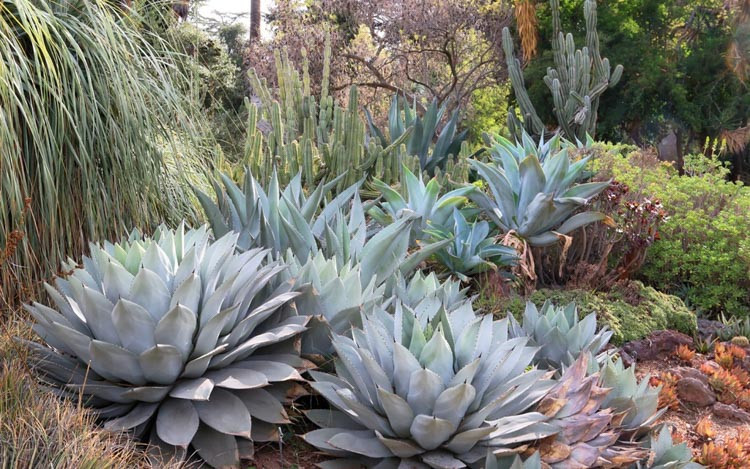 Agave parryi, Artichoke Agave,Parry's Century Plant