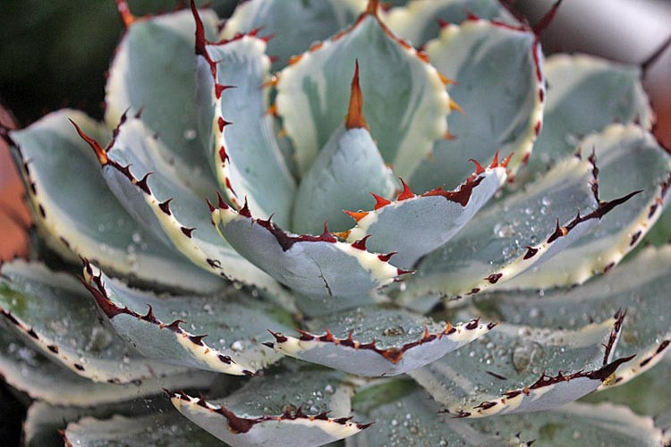 Agave 'Kissho Kan', Agave 'Kichiokan', Lucky Crown Century Plant, Agave potatorum 'Kissho Kan', Agave potatorum 'Variegata', Agave 'Kichi-Jokan', Butterfly Agave, blue Agave, Gray Agave, Drought tolerant plant