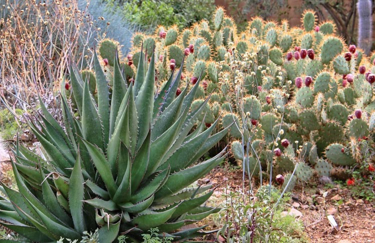 Agave shawii,Shaw's Agave, Century Plant Shaw's Agave, Coastal Agave, Gray Agave, Drought tolerant plant