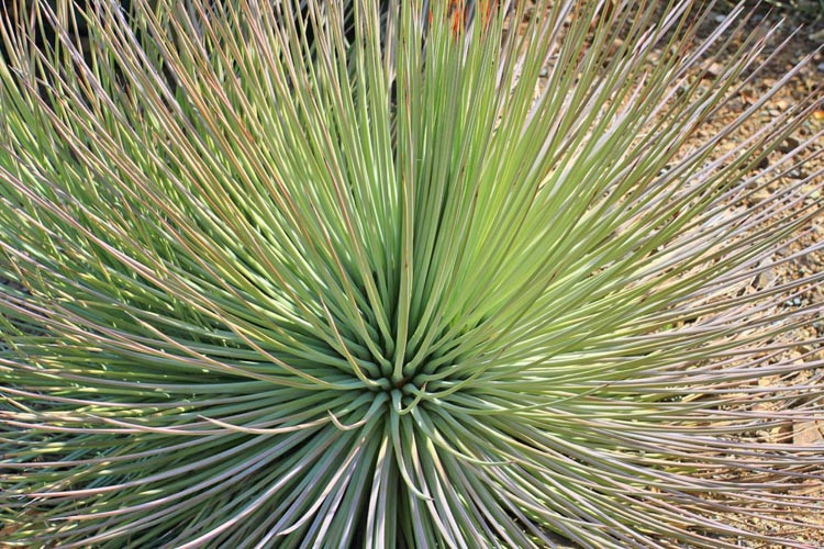 Agave striata, Narrow Leaf Century Plant, Agave echinoides, Agave ensiformis, Agave hystrix, Agave recurva, Agave richardsii, Green Agave, Drought tolerant plant, Hardy Agave, Cold hardy agave