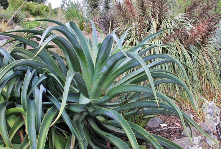 Agave vilmoriniana,Octopus Agave, Yellow flowers, drought tolerant plant, evergreen plant