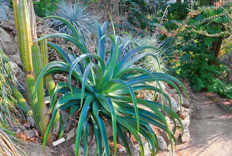 Agave vilmoriniana,Octopus Agave, Yellow flowers, drought tolerant plant, evergreen plant