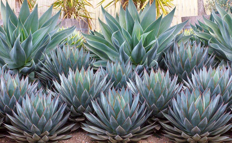 Agave attenuata, Fox Tail Agave,  Lion's Tail Agave, Swan's Neck Agave, Agave cernua, Agave glaucescens, Agave pruinosa