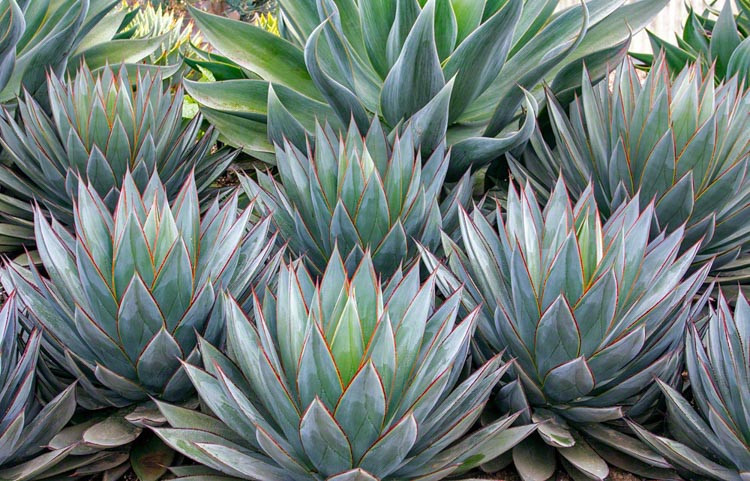 Agave 'Blue Glow', 'Blue Glow' Agave, Blue Agave,