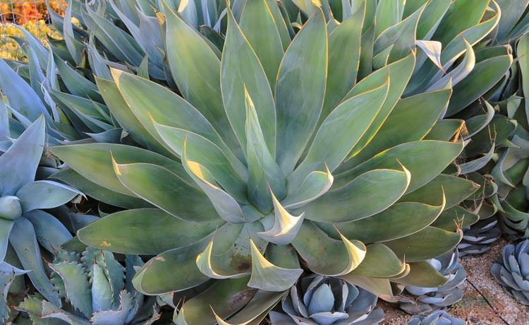 Agave attenuata,Fox Tail Agave,  Lion's Tail Agave, Swan's Neck Agave, Agave cernua, Agave glaucescens, Agave pruinosa