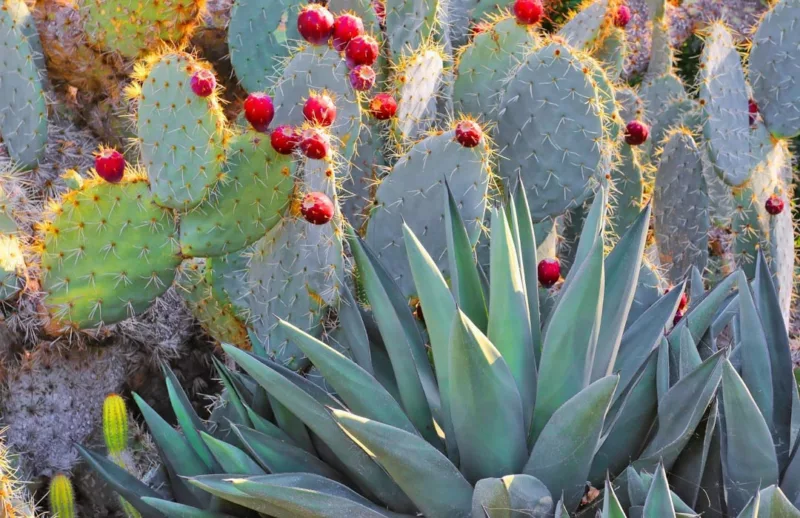 Opuntia robusta, Silver Dollar Prickly Pear, Dinner Plate Cactus, Wheel Cactus, Nopal Tapon, Camuesa, Opuntia guerrana, Opuntia robusta var. guerrana, succulent, cactus, drought tolerant plant