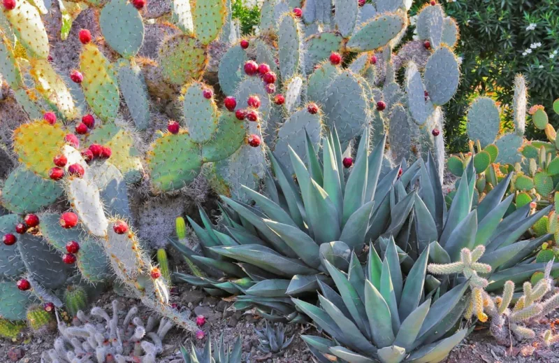 Opuntia robusta, Silver Dollar Prickly Pear, Dinner Plate Cactus, Wheel Cactus, Nopal Tapon, Camuesa, Opuntia guerrana, Opuntia robusta var. guerrana, succulent, cactus, drought tolerant plant