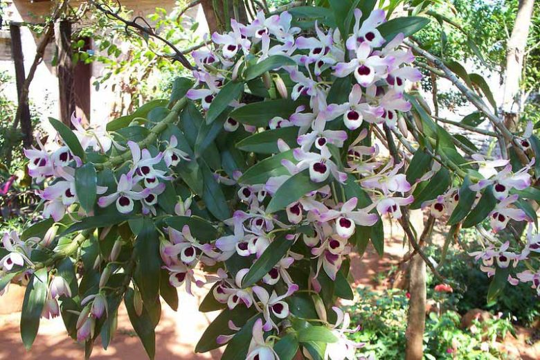 Dendrobium nobile, Noble Rock Orchid, Noble Dendrobium,  Purple Orchids, Easy Orchids, Easy to Grow Orchids