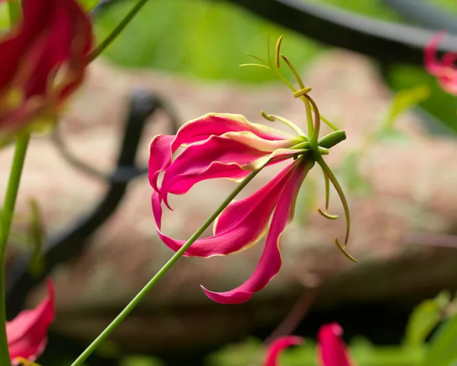 Gloriosa Rothschildiana, Climbing Lily, FLame Lily, Glory Lily, Fire Lily, Gloriosa Lily, Superb Lily, Creeping Lily, Gloriosa superba 'Rothschildiana'