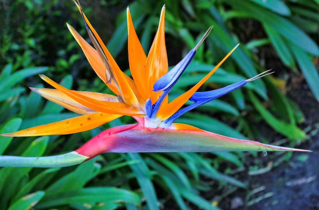 Strelitzia, Bird of Paradise, Orange Bird of Paradise, White Bird of Paradise, Strelitzia reginae, Strelitzia nicolai