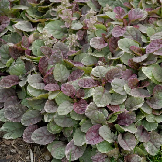 Ajuga Reptans 'Burgundy Glow', Bugle 'Burgundy Glow', Carpet Bugle 'Burgundy Glow', Ajuga 'Burgundy Glow', Bugleweed 'Burgundy Glow', Carpetweed 'Burgundy Glow'