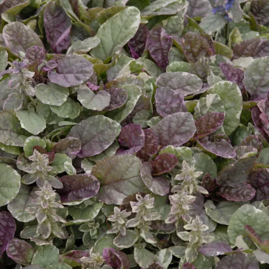 Ajuga Reptans 'Burgundy Glow', Bugle 'Burgundy Glow', Carpet Bugle 'Burgundy Glow', Ajuga 'Burgundy Glow', Bugleweed 'Burgundy Glow', Carpetweed 'Burgundy Glow'