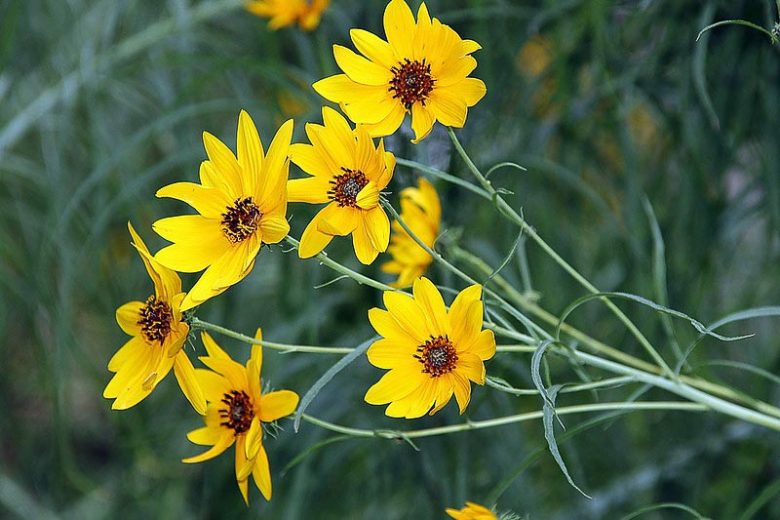 Helianthus salicifolius, Willow-Leaved Sunflower, Column Flower, Graceful Sunflower, Willowleaf Sunflower, Swamp Sunflower, Narrow Leaved Sunflower, Yellow Flowers, Yellow Perennials