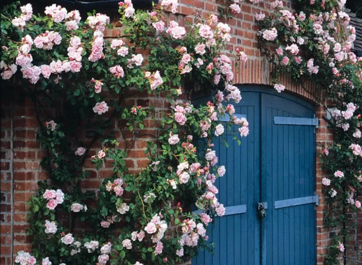 Rose 'Albertine', Rosa 'Albertine', Rambling Rose 'Albertine', Rambler Roses, Climbing Roses, Pink roses, very fragrant roses, Shrub roses, pink roses, Rose bushes, Garden Roses