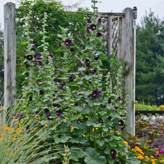 Alcea rosea 'Blacknight',Hollyhock 'Blacknight', Tall Perennial, Black flowers, Black Alcea, Black Hollylock