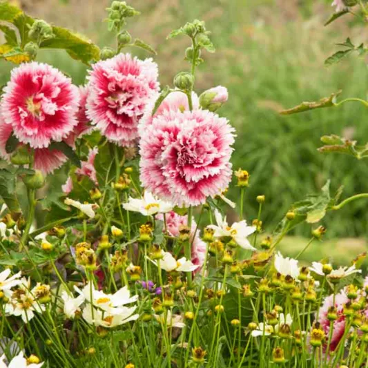 Alcea rosea 'Fiesta Time', Hollyhock 'Fiesta Time', Tall Perennial, Bicolor flowers, Bicolor Alcea, Bicolor Hollylock, Double Alcea, Pink Flowers, Pink Alcea, Pink Hollyhock