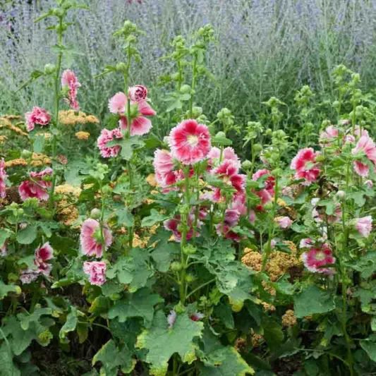 Alcea rosea 'Fiesta Time', Hollyhock 'Fiesta Time', Tall Perennial, Bicolor flowers, Bicolor Alcea, Bicolor Hollylock, Double Alcea, Pink Flowers, Pink Alcea, Pink Hollyhock