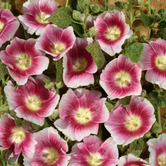 Alcea rosea 'Halo Blush', Hollyhock 'Halo Blush', Tall Perennial, Bicolor flowers, Bicolor Alcea, Bicolor Hollylock, Halo series, Pink Flowers, Pink Alcea, Pink Hollyhock