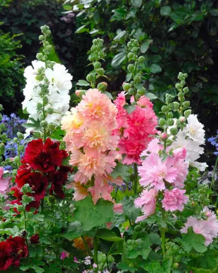 Alcea rosea 'Spring Celebrities Carmine Rose', Hollyhock 'Spring Celebrities Carmine Rose', Tall Perennial, Red flowers, Red Alcea, Red Hollylock, Double Alcea, Pink Flowers, Pink Alcea, Pink Hollyhock