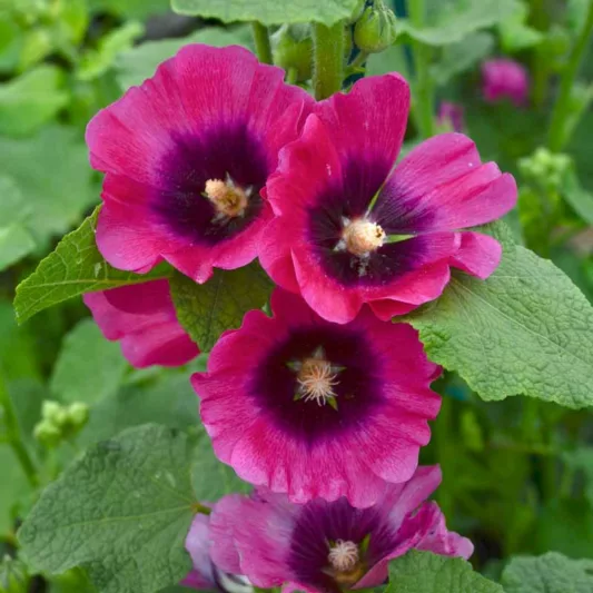 Alcea rosea 'Halo Cerise', Hollyhock 'Halo Cerise', Tall Perennial, Bicolor flowers, Bicolor Alcea, Bicolor Hollylock, Halo series, Pink Flowers, Pink Alcea, Pink Hollyhock