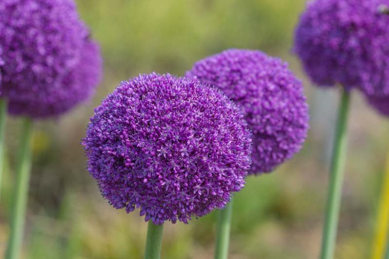 Allium Ambassador, Ornamental Onion 'Ambassador', Ornamental Garlic 'Ambassador', Spring Bulbs, Spring Flowers, Purple flowers, Late spring flowers, deer resistant flowers