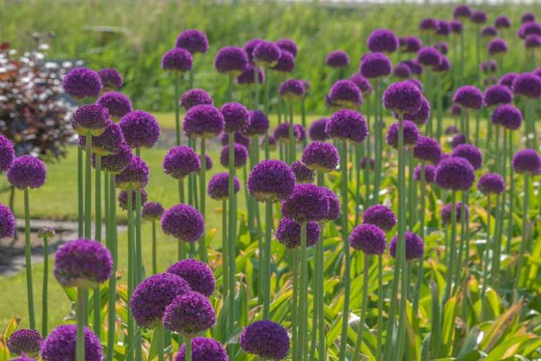 Allium Ambassador, Ornamental Onion 'Ambassador', Ornamental Garlic 'Ambassador', Spring Bulbs, Spring Flowers, Purple flowers, Late spring flowers, deer resistant flowers