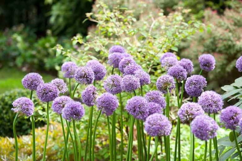 Allium Gladiator, Ornamental Onion 'Gladiator', Ornamental Garlic 'Gladiator', Spring Bulbs, Spring Flowers, Purple flowers, Late spring flowers, deer resistant flowers