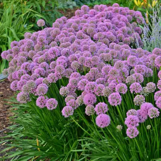 Allium 'Millenium', Ornamental Allium, Purple flowers, Summer Purple Flowers