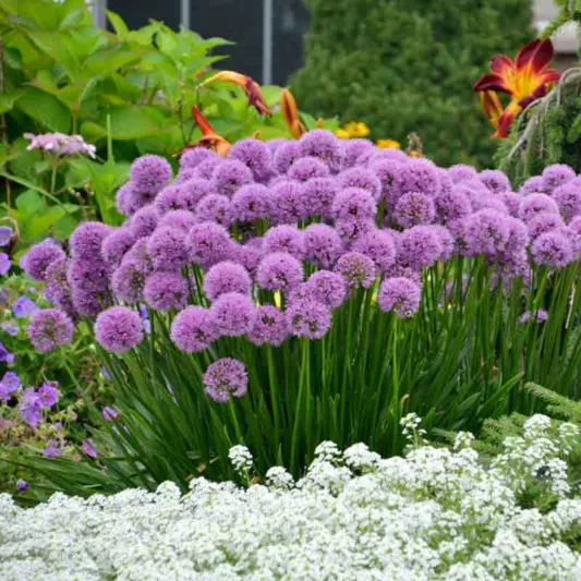 Allium 'Millenium', Ornamental Allium, Purple flowers, Summer Purple Flowers
