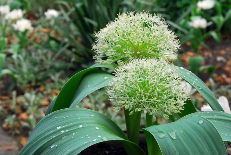 Allium Karataviense Ivory Queen, Turkistan OnionIvory Queen, Ornamental onionIvory Queen, Kara Tau Garlic 'Ivory Queen', Spring Bulbs, Spring Flowers White Onions, Late Spring Bloom, Early Summer Bloom
