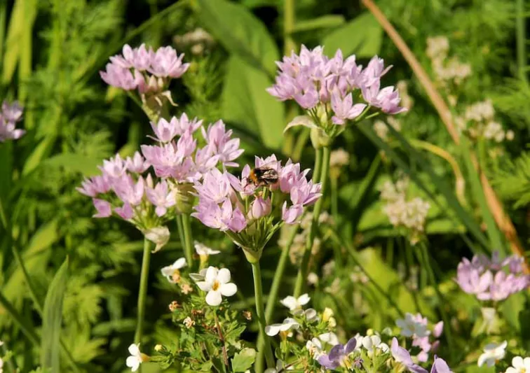 Allium unifolium, Oneleaf Onion, American Onion, Allium grandisceptrum , Ornamental Onion, Spring Bulbs, Spring Flowers, Pink Flowering Onion, Late Spring Flowers, Early Summer Flowers