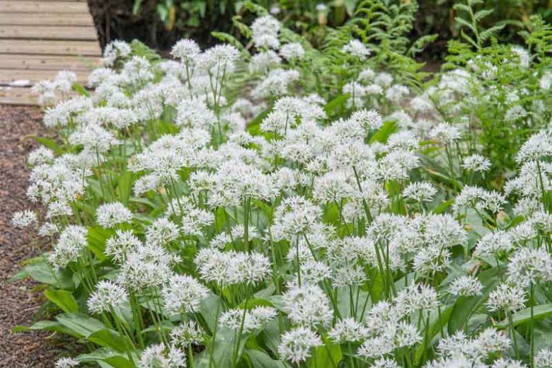 Allium ursinum, Wild Garlic, Ramsons, Bear's Garlic, Buckrams, Gipsy Onion, Hog's Garlic, Ramsomes, Wild Leek, Wood Garlic, Ornamental Onion, Spring Bulbs, Spring Flowers, White Flowering Onion, Late Spring Flowers, Early Summer Flowers