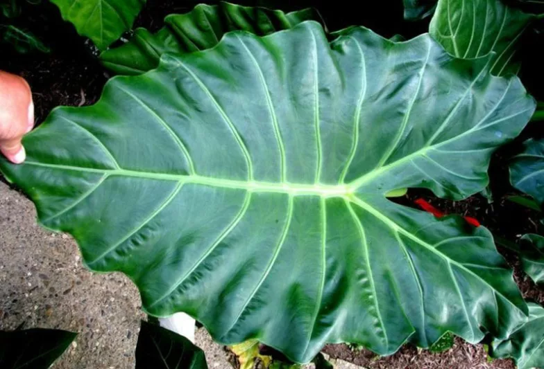 Alocasia Mayan Mask, Elephant Ear 'Mayan Mask', Mayan Mask Upright Elephant Ear, Evergreen Perennial, Tropical Perennial