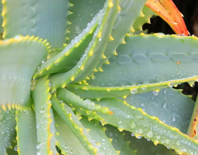 Aloe arborescens,Torch Aloe, Candelabra Aloe, Krantz Aloe, Tree Aloe, Mountain Bush Aloe, Aloe candelabra, Aloe milleri, Aloe natalensis, Aloe viridifolia, Orange flowers