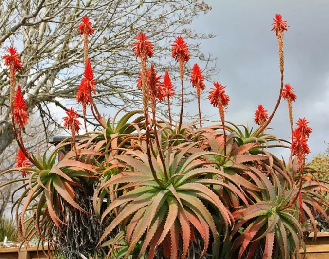 Aloe arborescens,Torch Aloe, Candelabra Aloe, Krantz Aloe, Orange flowers