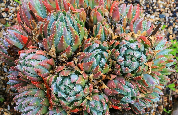 Aloe brevifolia,Short-Leaf Aloe, Short-Leaved Aloe, Red flowers
