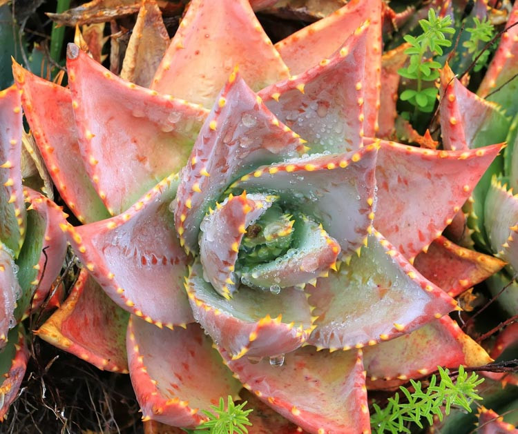 Aloe brevifolia,Short-Leaf Aloe, Short-Leaved Aloe, Red flowers