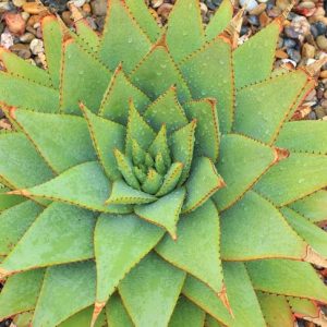 Aloe broomii, Snake Aloe, Mountain Aloe, Orange flowers, Succulents, Aloes, Drought tolerant plants