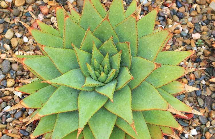 Aloe broomii, Snake Aloe, Mountain Aloe, Orange flowers, Succulents, Aloes, Drought tolerant plants