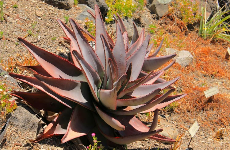 Aloe capitata var. quartziticola, Yellow flowers, Succulents, Aloes, Drought tolerant plants