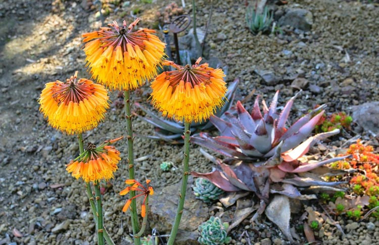 Aloe capitata var. quartziticola, Yellow flowers, Succulents, Aloes, Drought tolerant plants