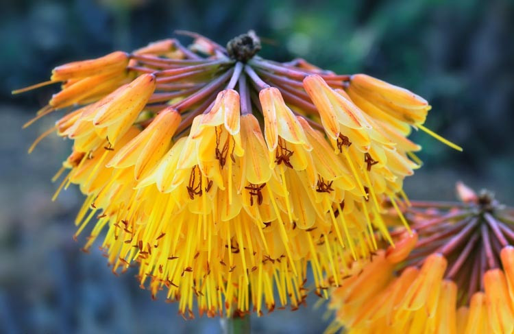 Aloe capitata var. quartziticola, Yellow flowers, Succulents, Aloes, Drought tolerant plants