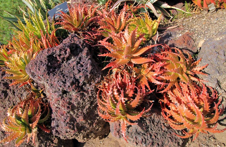 Aloe dorotheae,Sunset Aloe, Crimson Aloe, Aloe harmsii, Orange Aloe, Red Aloe