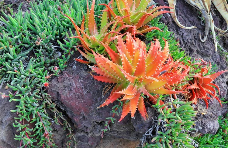 Aloe dorotheae,Sunset Aloe, Crimson Aloe, Aloe harmsii, Orange Aloe, Red Aloe