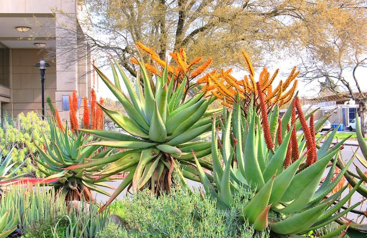 Aloe marlothii, Mountain Aloe, Flat-flowered Aloe, Orange flowers, Succulents, Aloes, Drought tolerant plants, Spiny Aloe