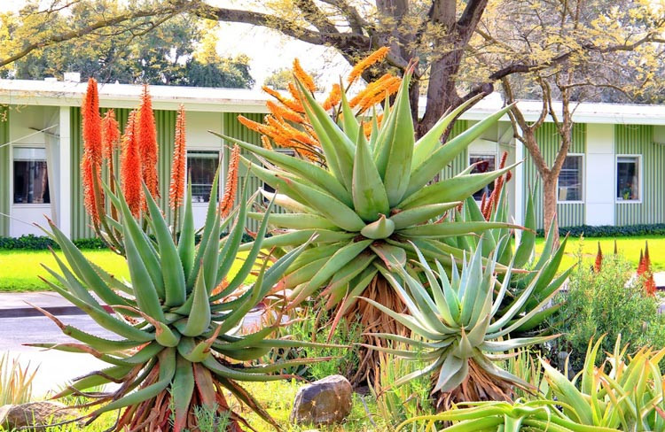 Aloe ferox, Cape Aloe, Bergaalwyn, Bitter Aloe, Red Aloe, Alligator Jaw Aloe,Orange flowers, Succulents, Aloes, Drought tolerant plants, Aloe candelabrum