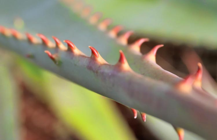 Aloe ferox, Cape Aloe, Bergaalwyn, Bitter Aloe, Red Aloe, Alligator Jaw Aloe,Orange flowers, Succulents, Aloes, Drought tolerant plants,Aloe candelabrum